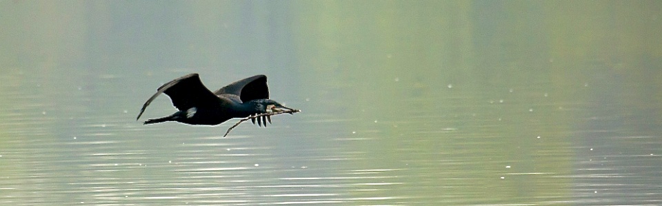 Kormoran